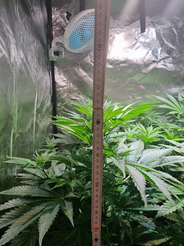 Growreport Bild 1