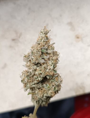 Growreport Bild 4