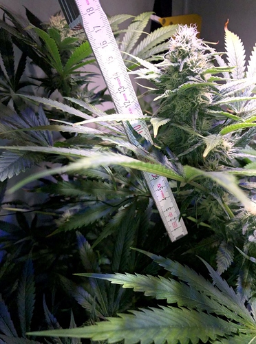 Growreport Bild 9