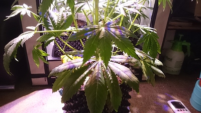 Growreport Bild 5