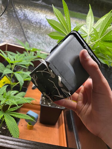 Growreport Bild 4