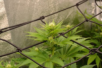 Growreport Bild 2