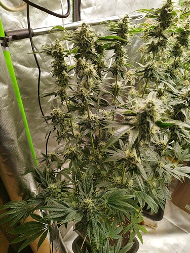 Growreport Bild 17