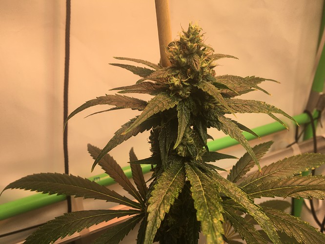 Growreport Bild 13