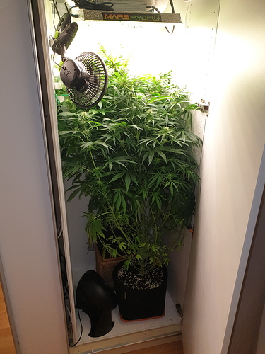 Growreport Bild 1