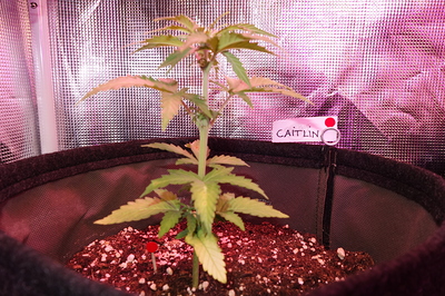 Eine junge Cannabispflanze mit mehreren Blättern und einem Namensschild mit der Aufschrift "CAITLIN" im Topf.