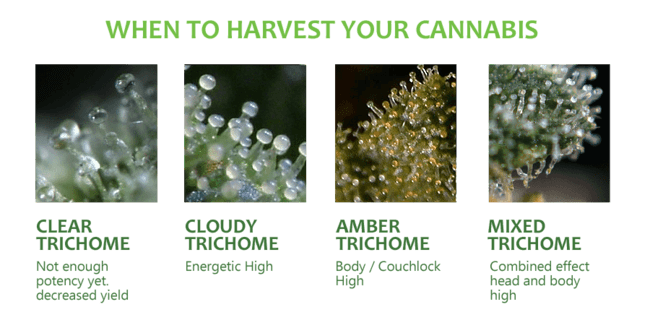 when_to_harvest_cannabis