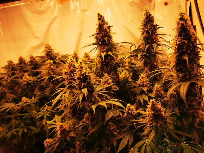 Growreport Bild 7