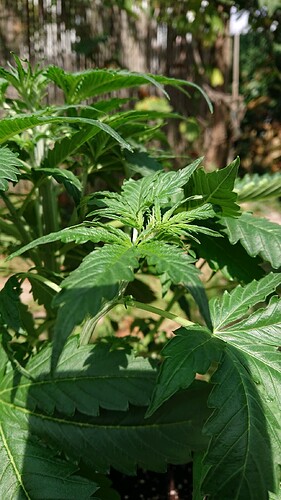 obscura1659098848209