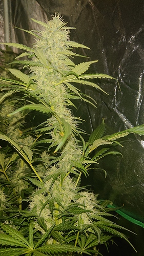 Growreport Bild 6