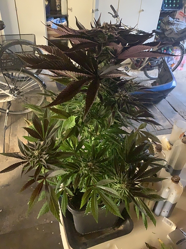 Growreport Bild 7