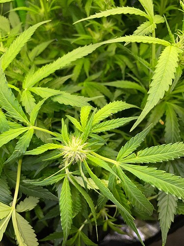 Growreport Bild 8
