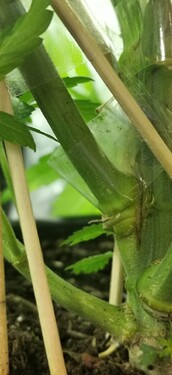 Growreport Bild 40