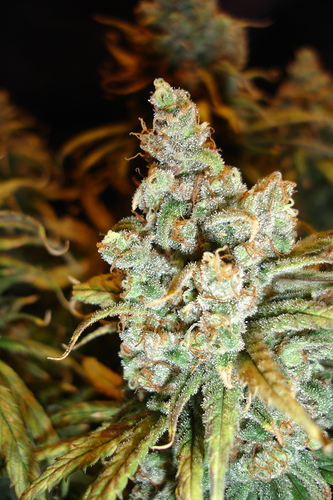 Growreport Bild 27