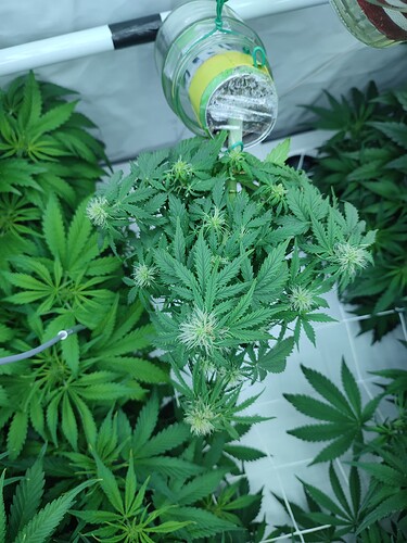 Growreport Bild 50