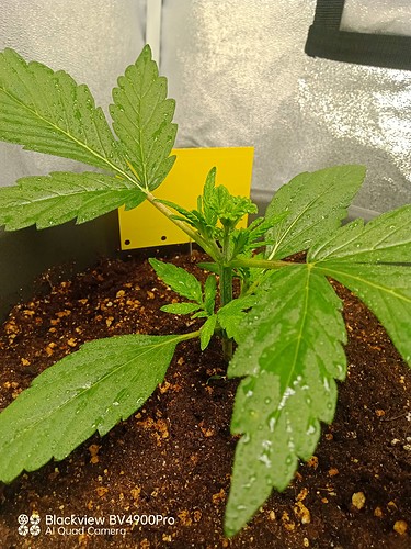 Growreport Bild 6