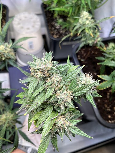 Growreport Bild 23