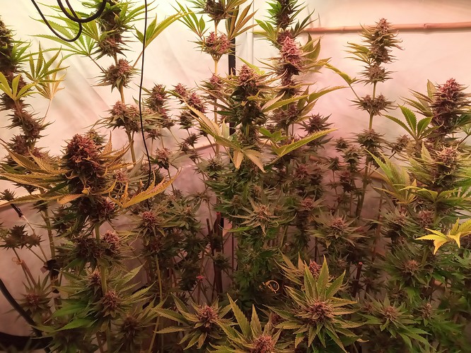 Growreport Bild 60