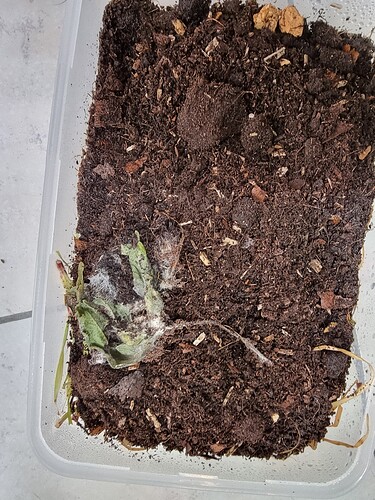 Growreport Bild 113