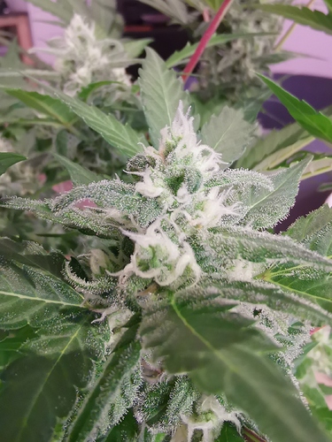 Growreport Bild 10