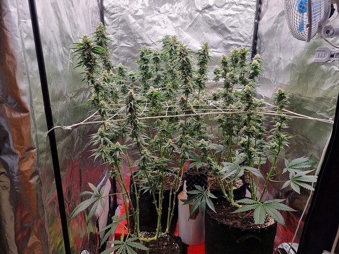 Growreport Bild 1
