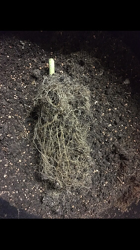 Growreport Bild 12
