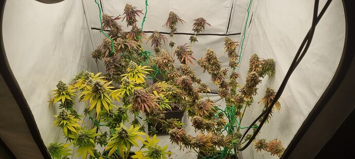Growreport Bild 4