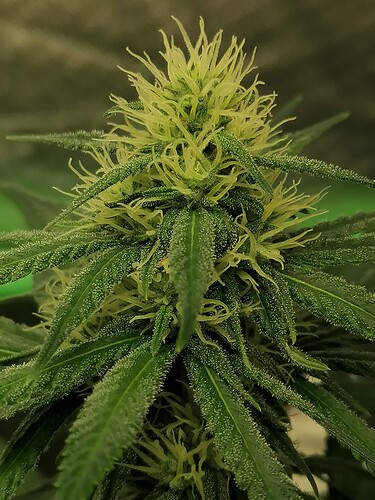 Growreport Bild 5