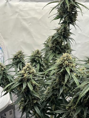 Growreport Bild 30