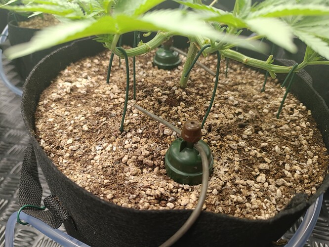 Growreport Bild 6