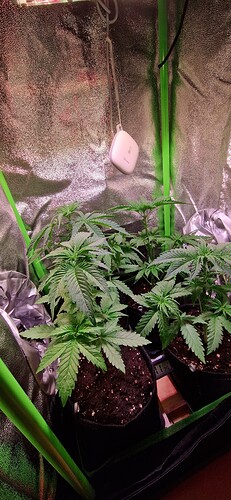 Growreport Bild 2