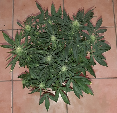 Growreport Bild 2