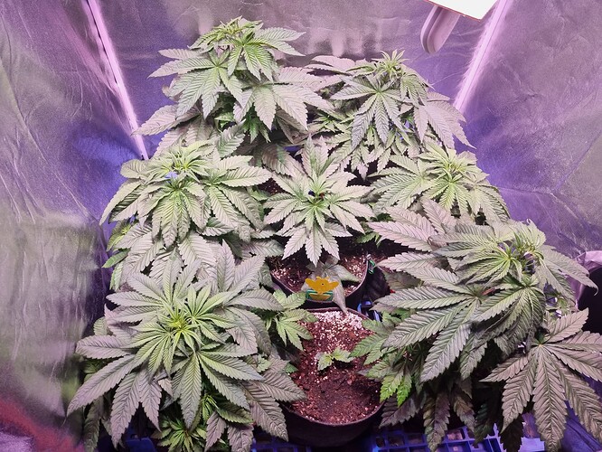 Growreport Bild 28
