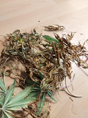 Growreport Bild 9