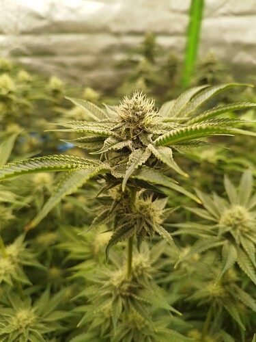 Growreport Bild 14