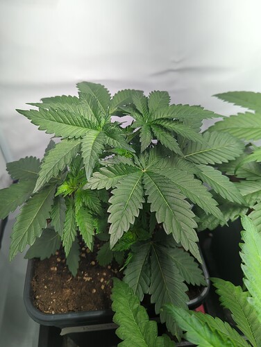 wt15_purepowerplant_oben