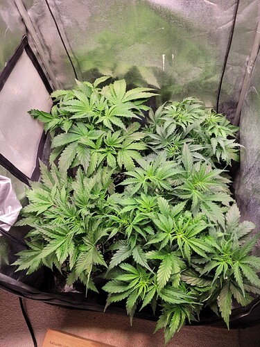 Growreport Bild 9