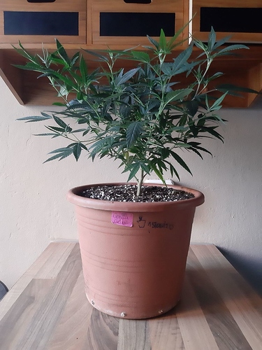 Growreport Bild 1
