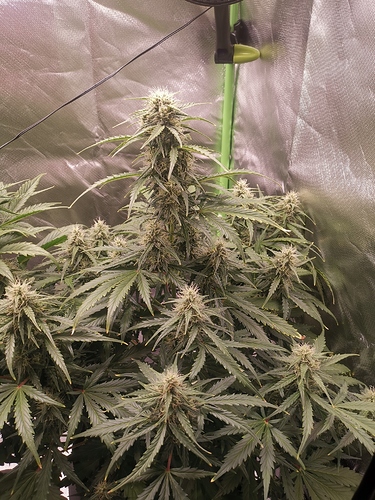 Growreport Bild 1
