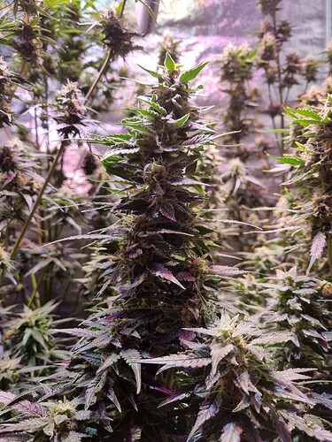 Growreport Bild 53