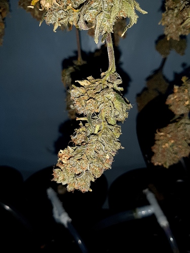 Growreport Bild 2