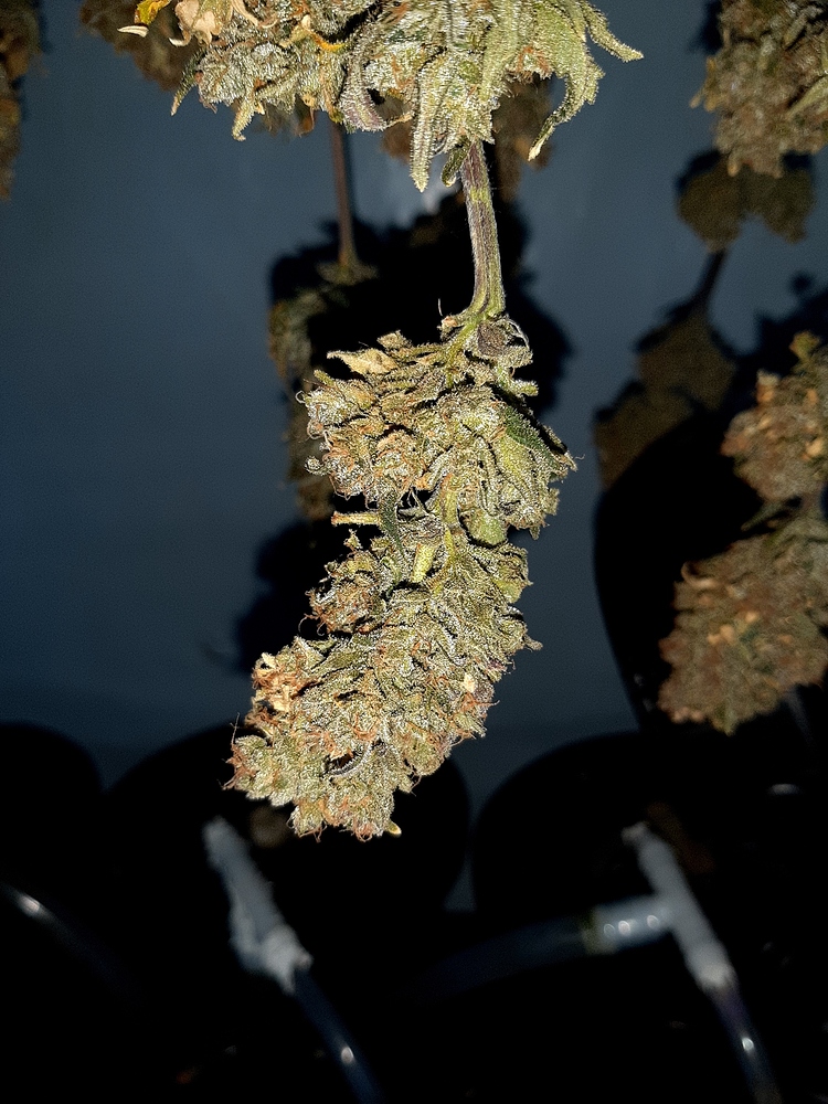 Aeroponic LED Grow Green Gelato