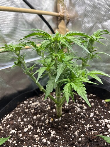 Growreport Bild 36