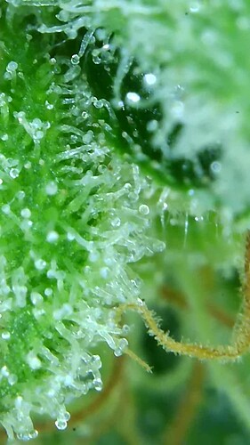 Growreport Bild 41