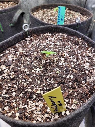 Growreport Bild 6