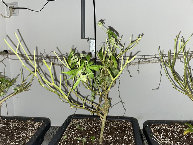 Growreport Bild 30