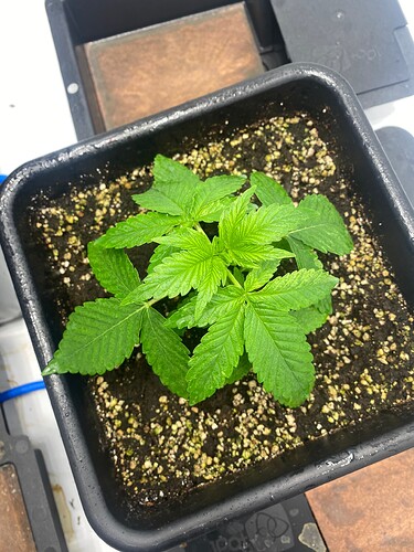 Growreport Bild 8