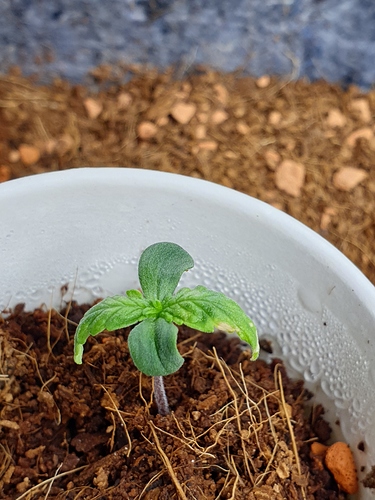 Growreport Bild 1