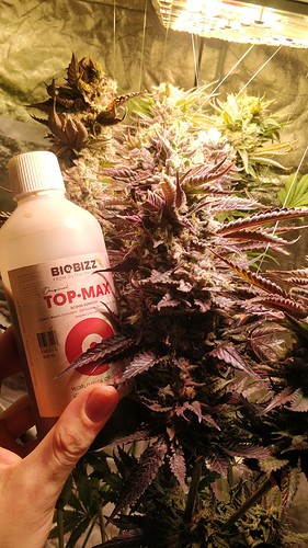 Growreport Bild 3