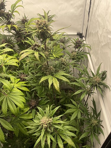 Growreport Bild 6